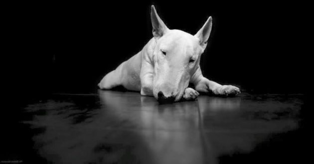 %e3%83%96%e3%83%ab%e3%83%86%e3%83%aa%e3%82%a2%e9%9b%862