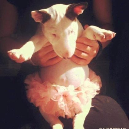 %e3%83%96%e3%83%ab%e3%83%86%e3%83%aa%e3%82%a2%e9%9b%863